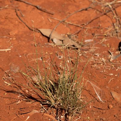 Setaria constricta, photographed by Kym Nicolson