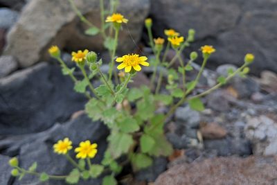 Perityle californica, photographed by Kristof Zyskowski