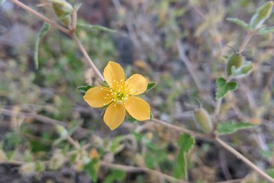Mentzelia adhaerens, photographed by Kristof Zyskowski