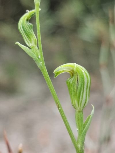 Pterostylis parviflora, photographed by Richard Dimon