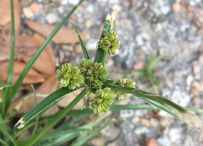 Cyperus entrerianus, photographed by Jesse Rorabaugh