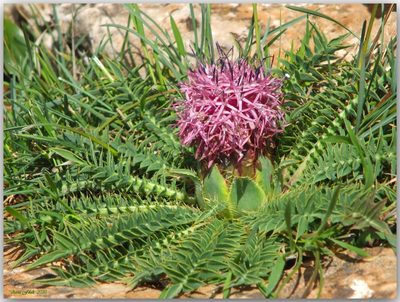 Carthamus carduncellus, photographed by Aissa Djamel Filali