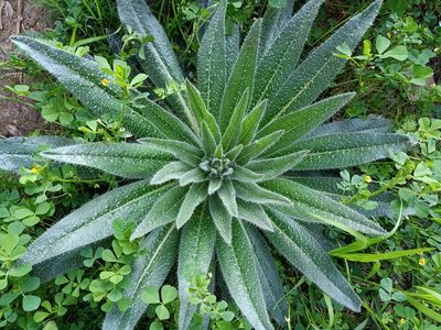 Echium asperrimum, photographed by Aissa Djamel Filali