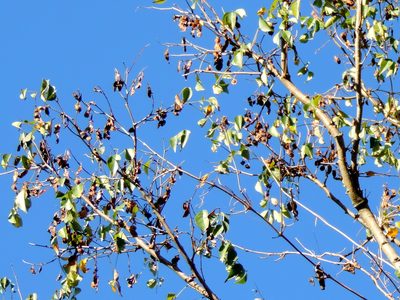 Lonchocarpus lanceolatus, photographed by Francisco Farriols Sarabia