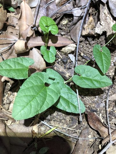 Aristolochia meridionalis, photographed by Greg Tasney