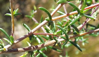 Aspalathus aurantiaca, photographed by Charles Stirton