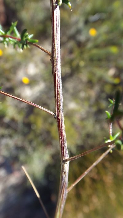 Aspalathus aurantiaca, photographed by Charles Stirton