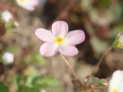 Androsace umbellata, photographed by zhangshen