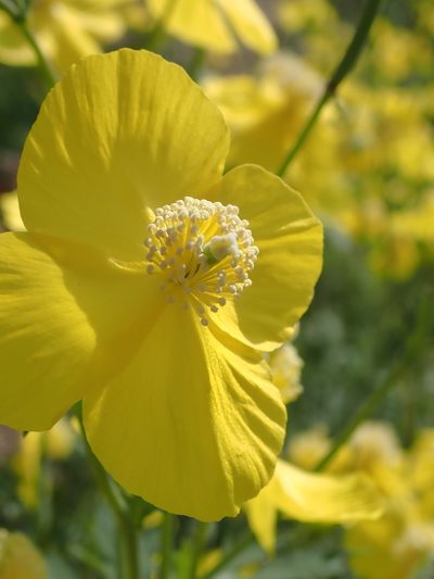 Dicranostigma leptopodum, photographed by zhangshen