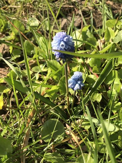 Muscari azureum, photographed by Nasser Halaweh