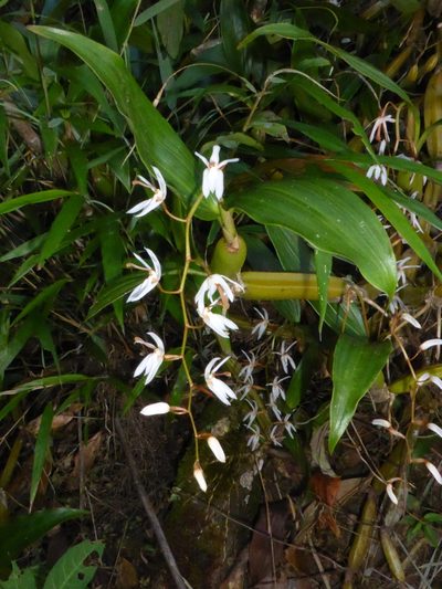 Coelogyne lancilabia, photographed by Kristof Zyskowski