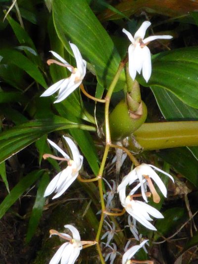 Coelogyne lancilabia, photographed by Kristof Zyskowski