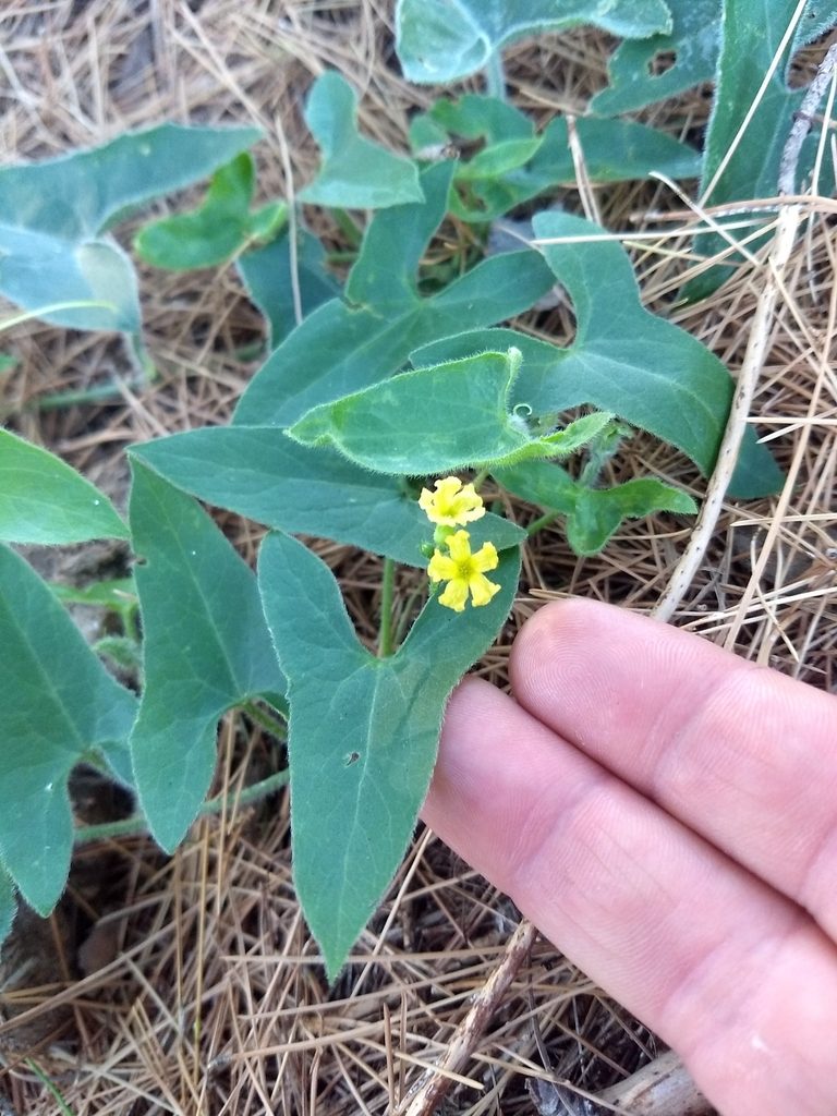 Apodanthera sagittifolia, photographed by Mauro Fossati