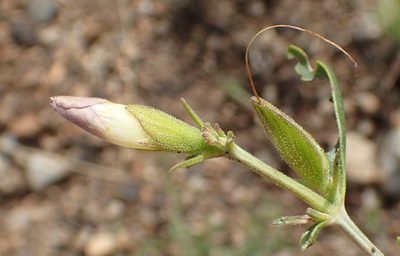 Barleria lancifolia, photographed by Nicola van Berkel