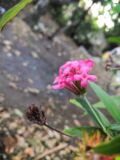 Arachnothryx leucophylla, photographed by Obed Palagot Echavarria