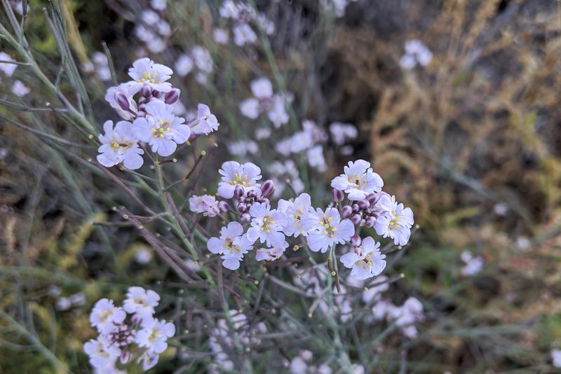 Dryopetalon palmeri, photographed by Kristof Zyskowski