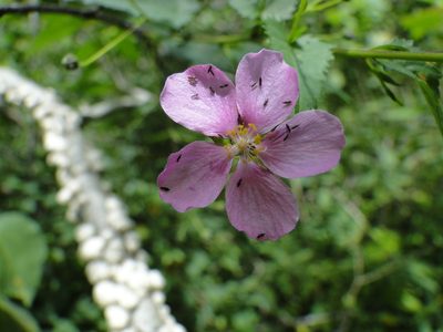 Sidastrum tehuacanum, photographed by Eugenio Padilla