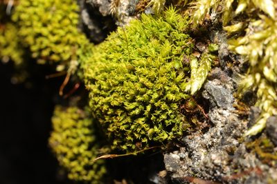 Pseudocrossidium hornschuchianum, photographed by Stephen James McWilliam