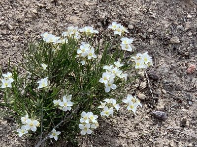 Nerisyrenia linearifolia, photographed by CK2AZ