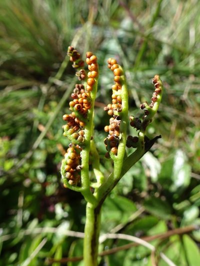 Sceptridium schaffneri, photographed by Fabien Anthelme