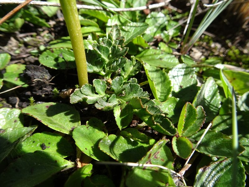 Sceptridium schaffneri, photographed by Fabien Anthelme