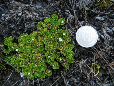 Lysipomia muscoides, photographed by Fabien Anthelme