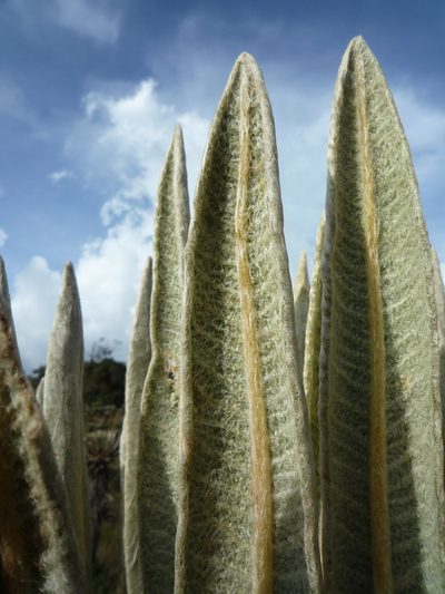 Espeletia occidentalis, photographed by Fabien Anthelme
