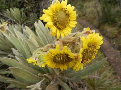 Espeletia occidentalis, photographed by Fabien Anthelme