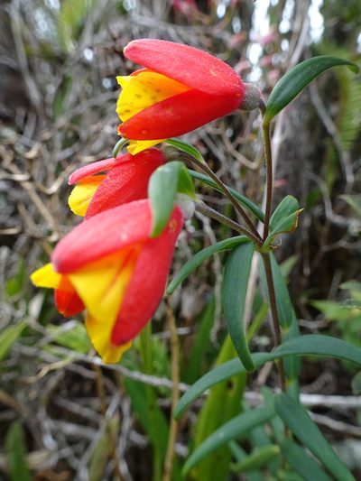 Bomarea linifolia, photographed by Fabien Anthelme