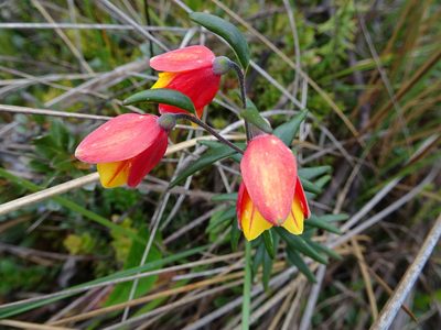 Bomarea linifolia, photographed by Fabien Anthelme