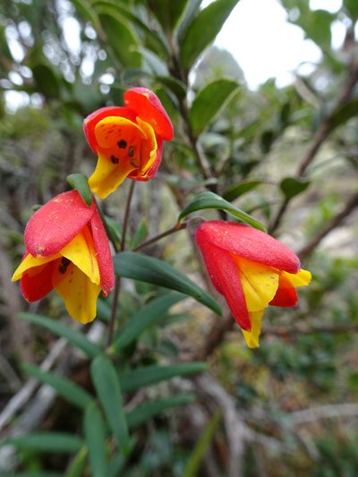 Bomarea linifolia, photographed by Fabien Anthelme