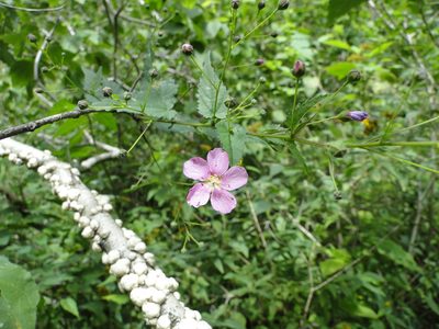 Sidastrum tehuacanum, photographed by Eugenio Padilla