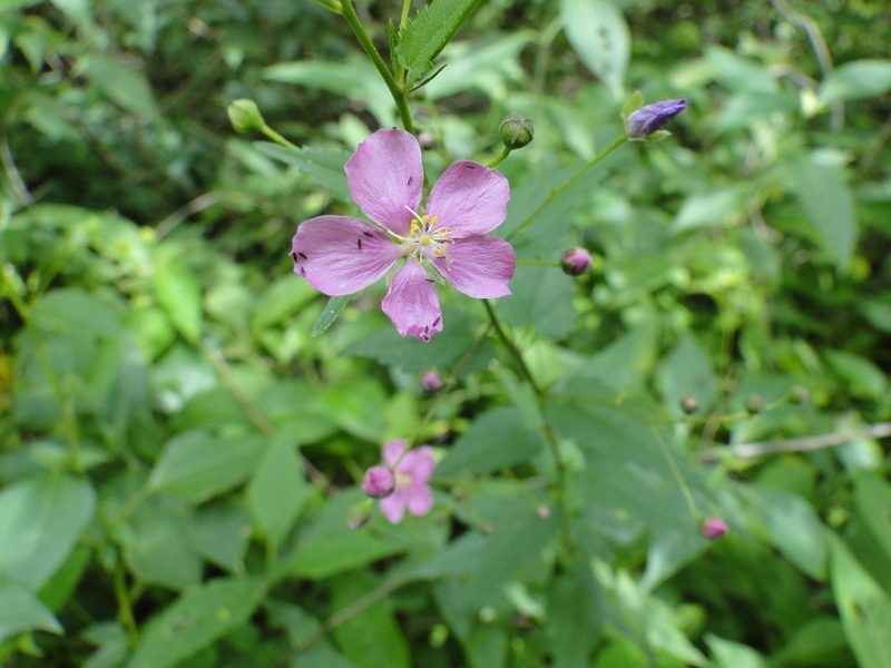 Sidastrum tehuacanum, photographed by Eugenio Padilla