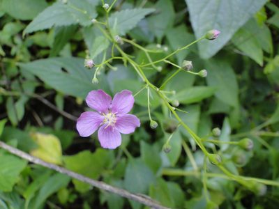 Sidastrum tehuacanum, photographed by Eugenio Padilla