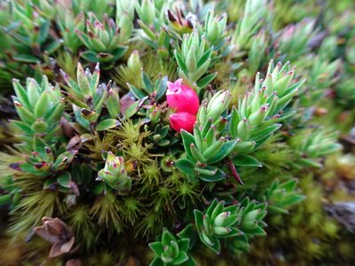 Disterigma empetrifolium, photographed by Fabien Anthelme
