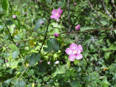 Sidastrum tehuacanum, photographed by Eugenio Padilla