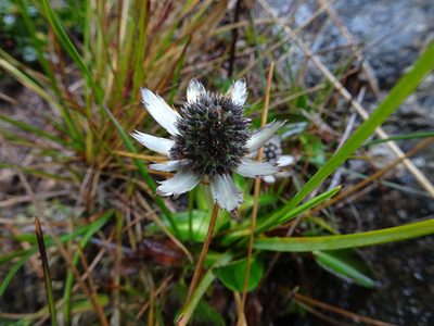 Eryngium humile, photographed by Fabien Anthelme