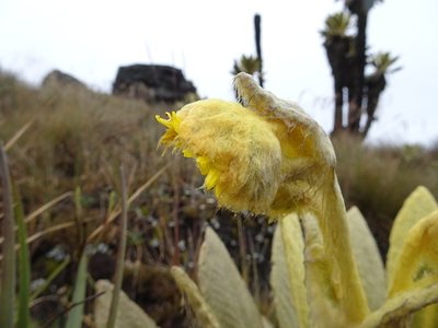 Espeletia frontinoensis, photographed by Fabien Anthelme