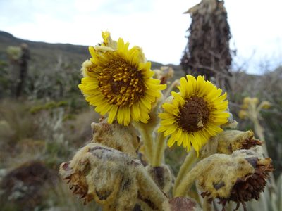 Espeletia frontinoensis, photographed by Fabien Anthelme
