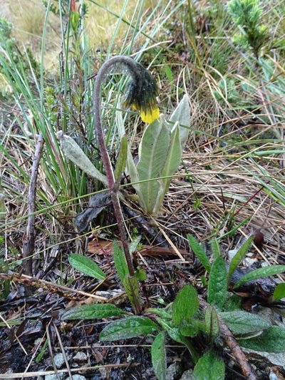 Hieracium avilae, photographed by Fabien Anthelme