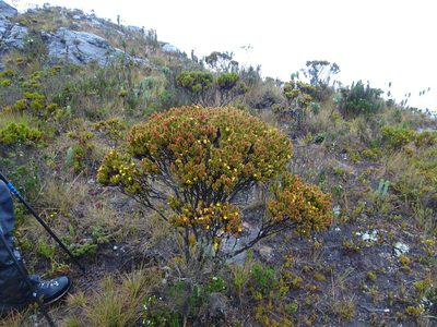 Hypericum laricifolium, photographed by Fabien Anthelme