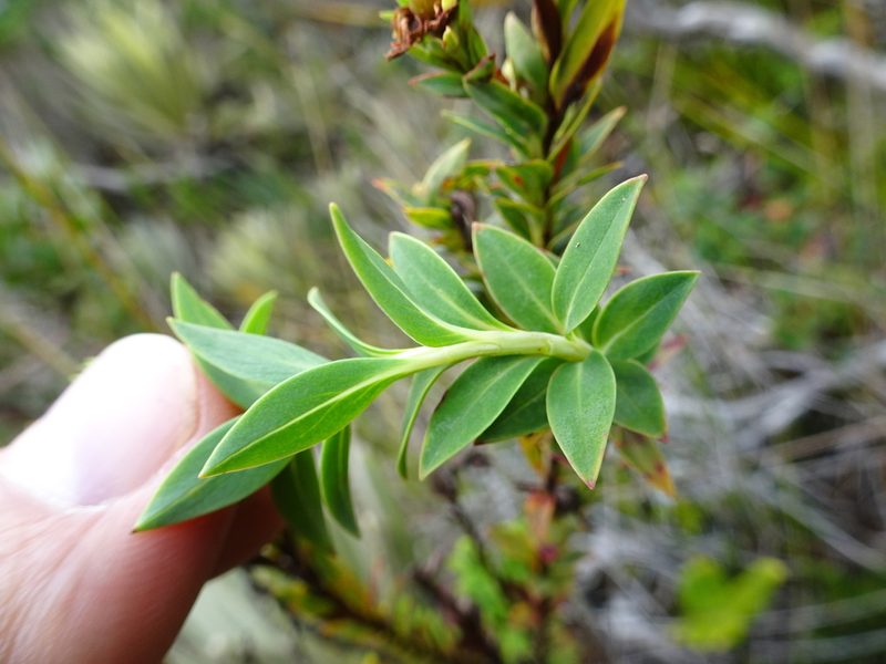 Hypericum ruscoides, photographed by Fabien Anthelme
