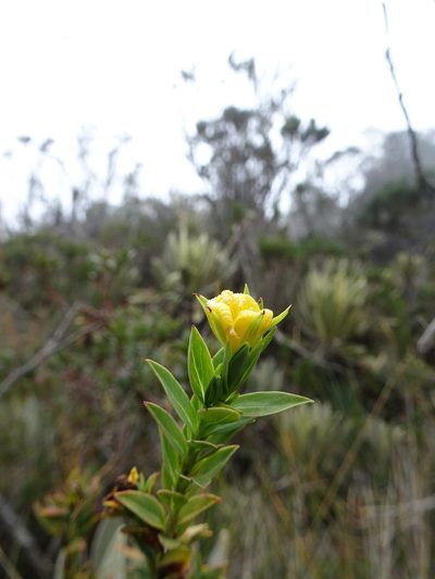 Hypericum ruscoides, photographed by Fabien Anthelme