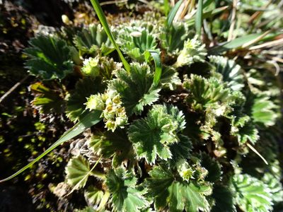 Alchemilla orbiculata, photographed by Fabien Anthelme