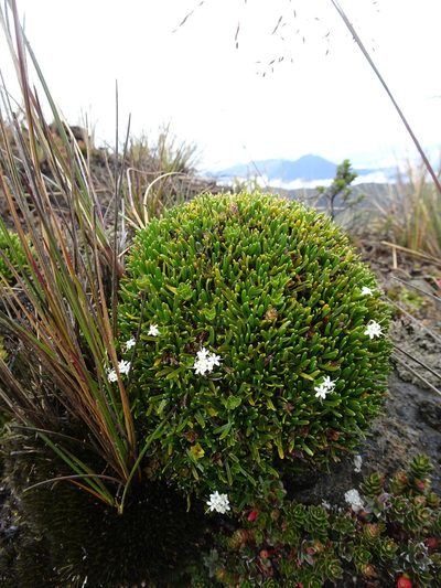 Valeriana stenophylla, photographed by Fabien Anthelme