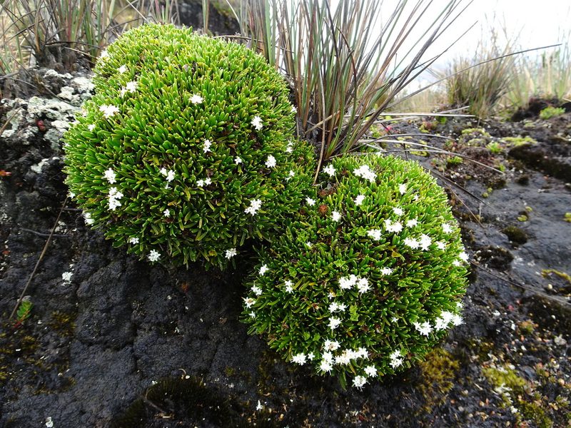 Valeriana stenophylla, photographed by Fabien Anthelme