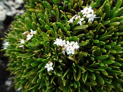 Valeriana stenophylla, photographed by Fabien Anthelme