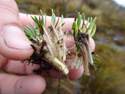 Xenophyllum crassum, photographed by Fabien Anthelme