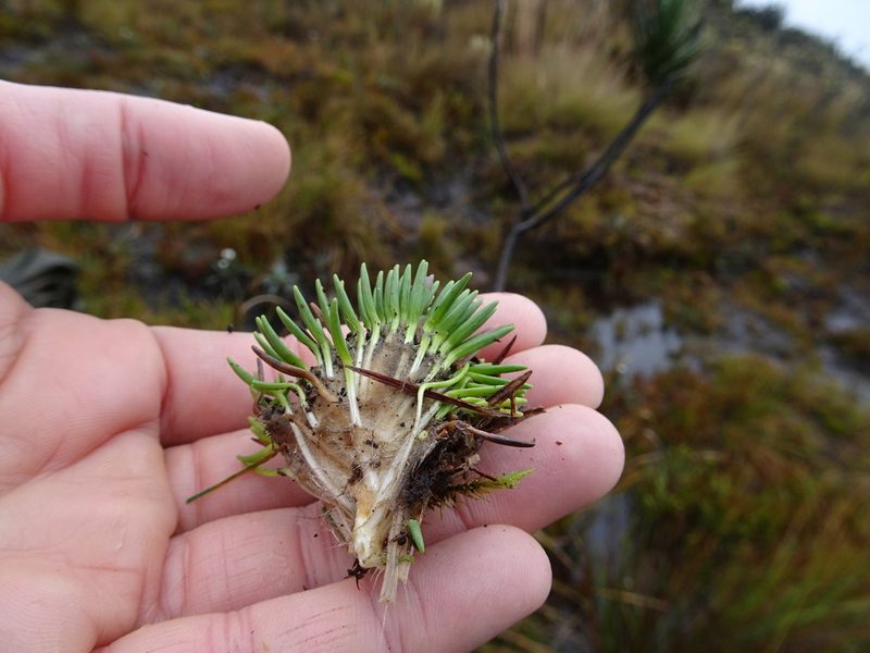 Xenophyllum crassum, photographed by Fabien Anthelme