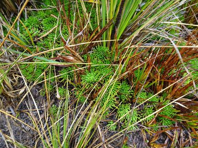 Xenophyllum crassum, photographed by Fabien Anthelme